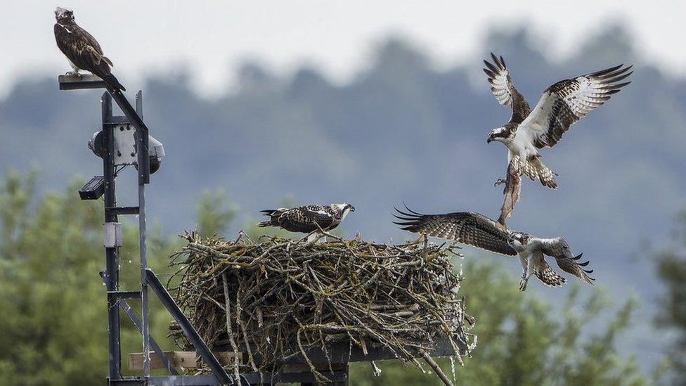 Ospreys