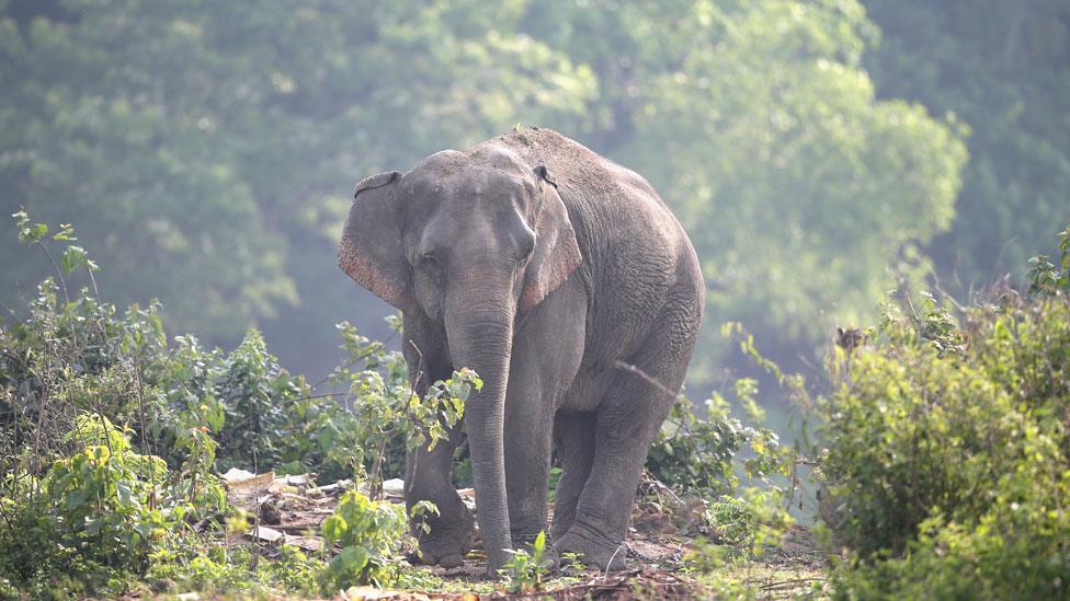 Lone elephant in the park