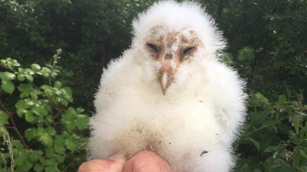 Baby owl