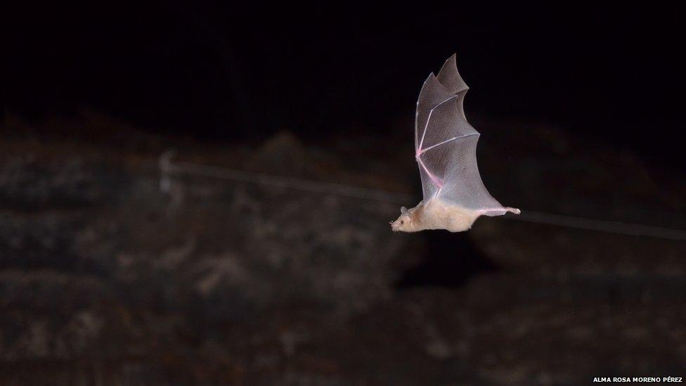 pregnant bat flying