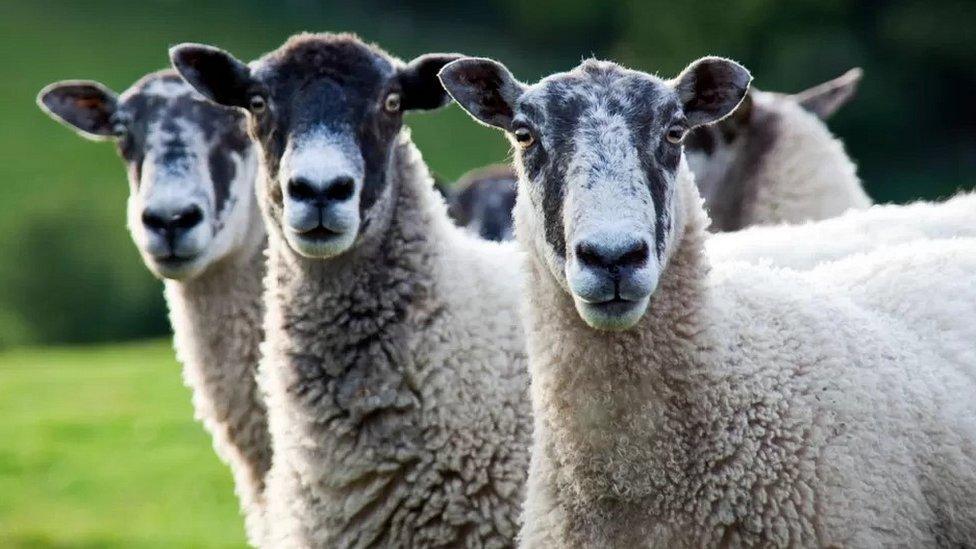 Sheep (stock image)