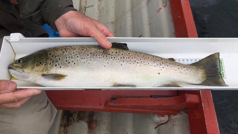 Stephen's fish and others were measured and released back into the water