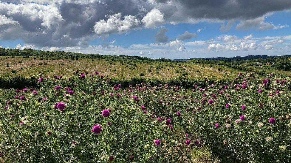 Flowering musk thistle at Wild Woodbury