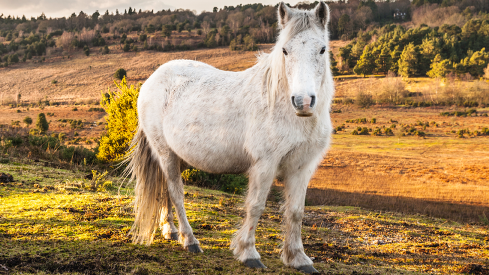 Pony standing in a field