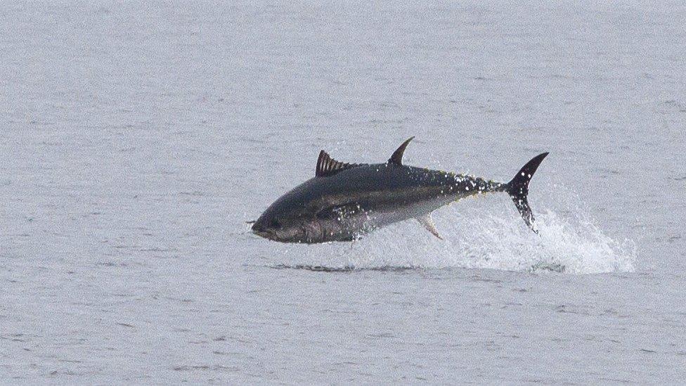 An Atlantic bluefin tuna breaches the surface of the sea while feeding in UK waters