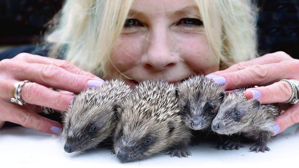 Annie Parffitt with four hoglets