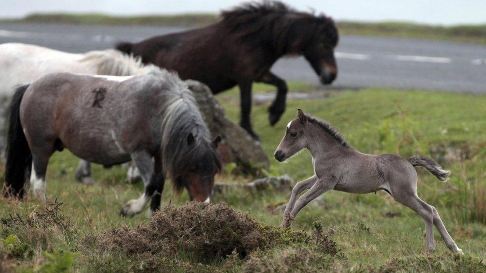 A grey foal leaps as three other ponies feed