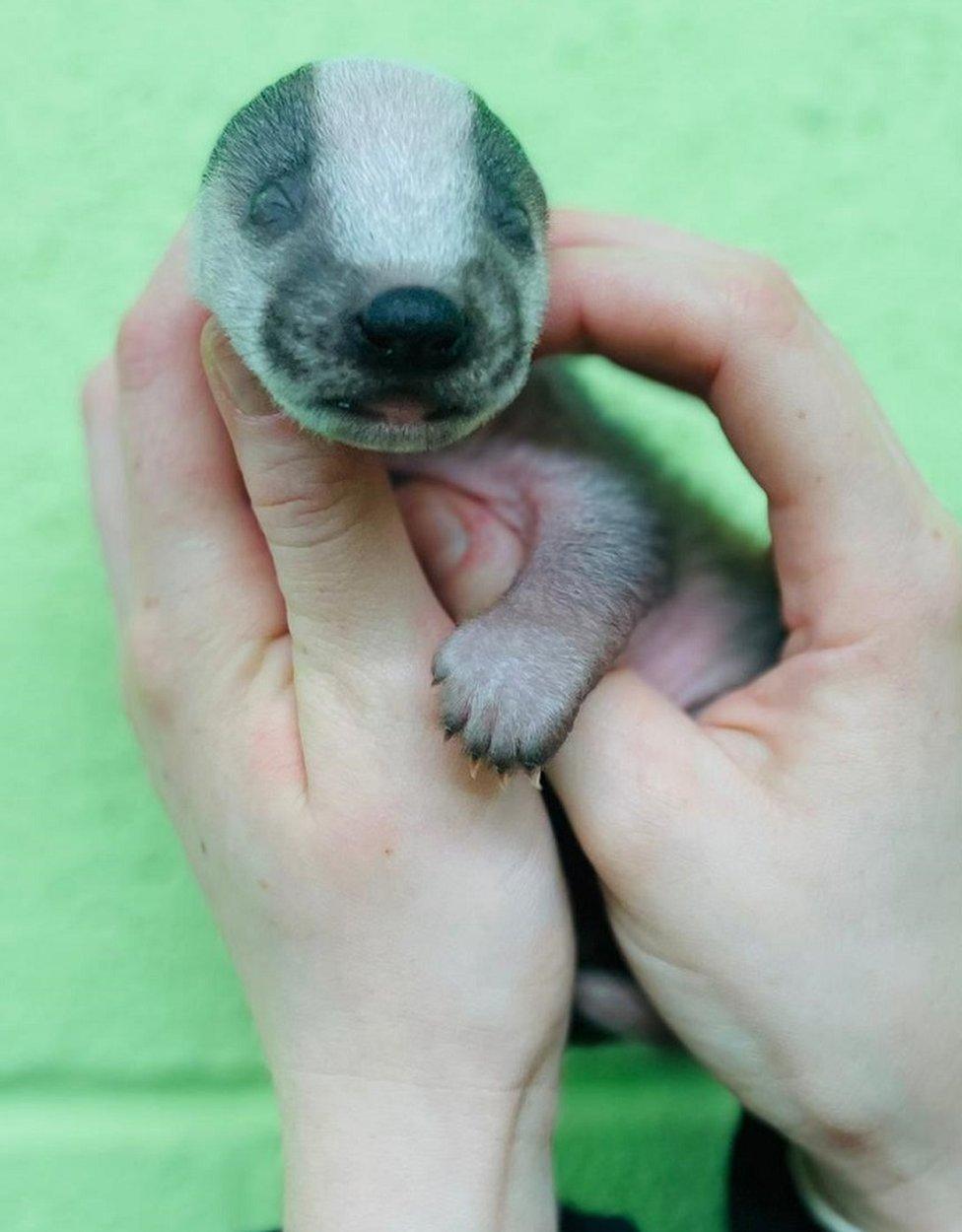 Badger cub