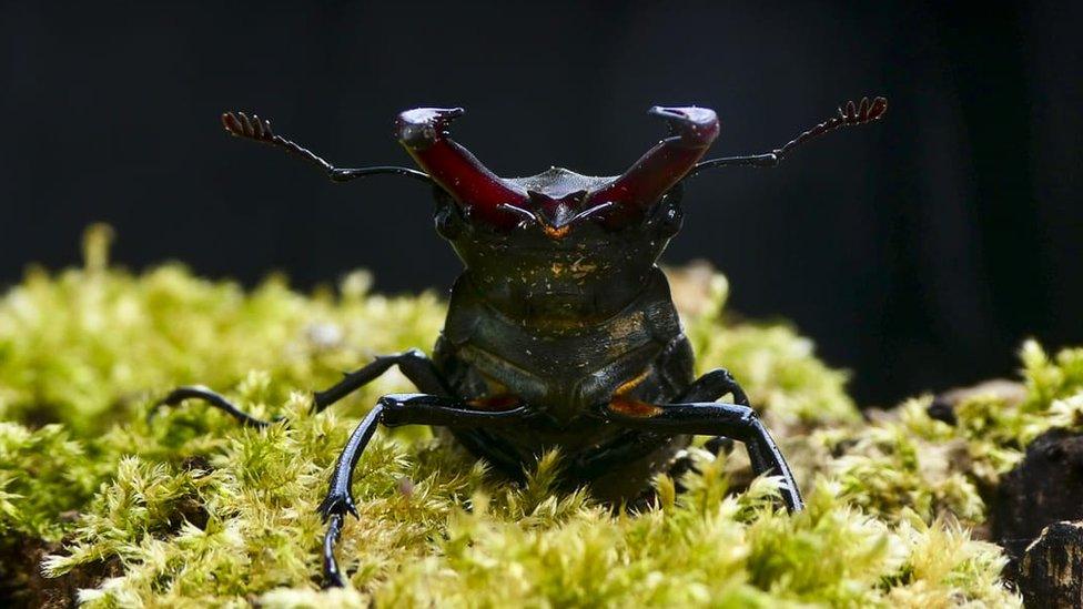 a close up of a stag beetle