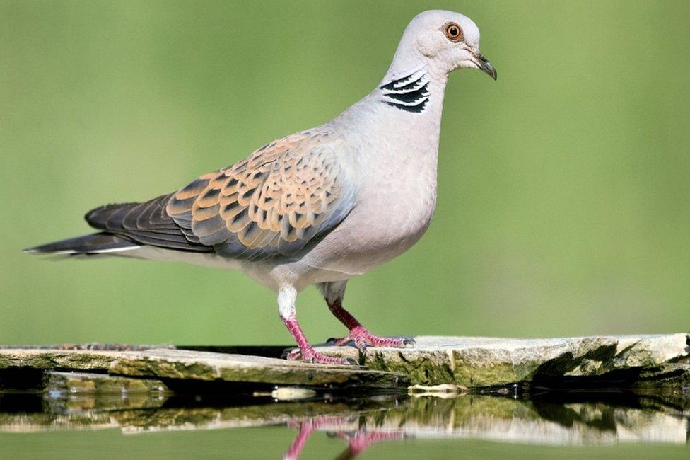 Turtle dove