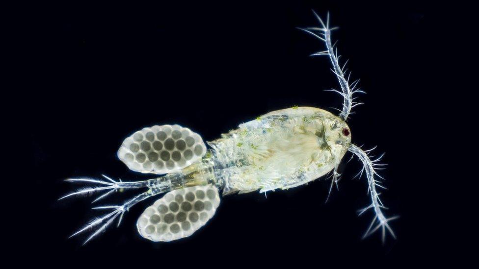 Copepod