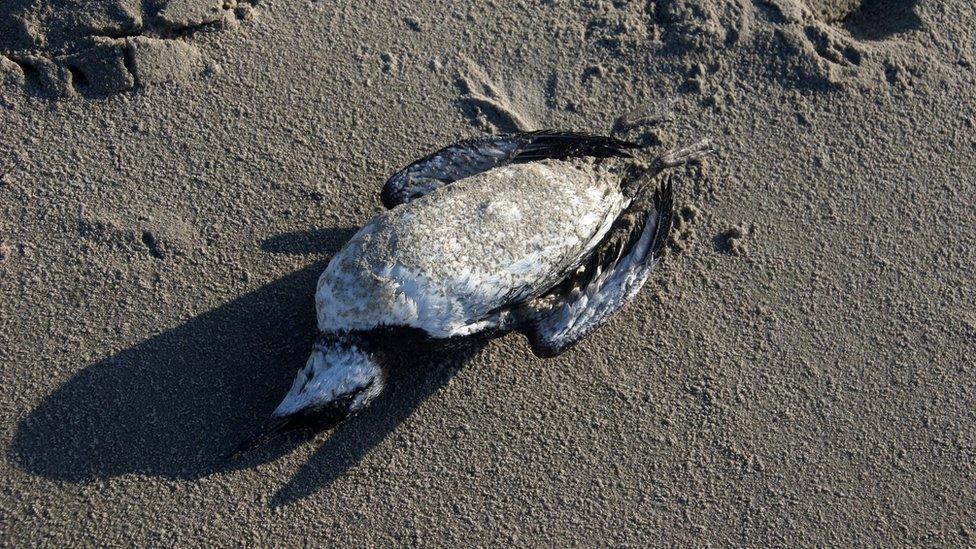 Dead guillemot on Texel