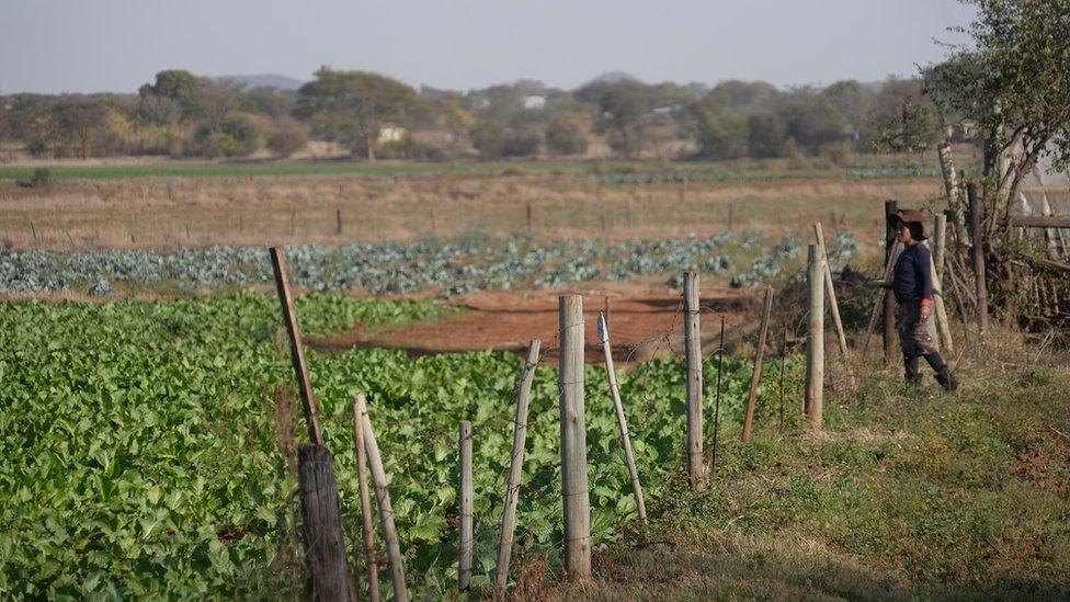 Tobacco farm