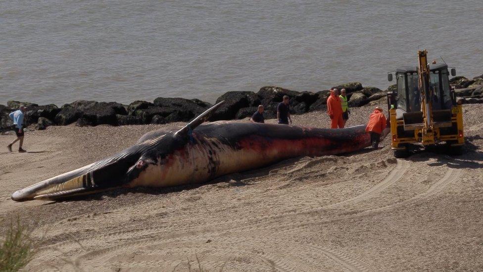 Dead whale being removed from beach