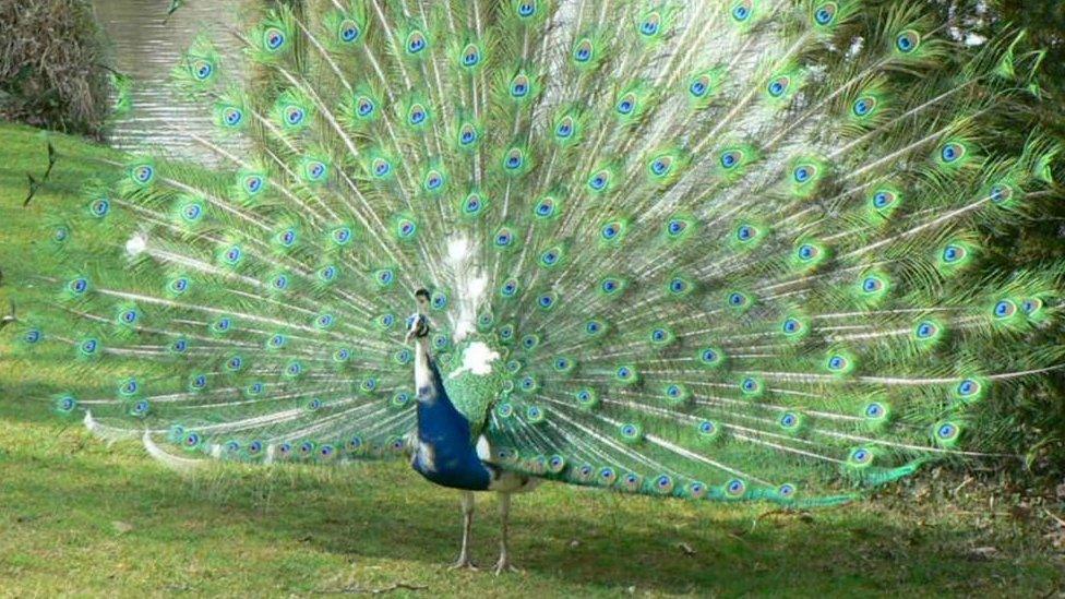 A large blue peacock with its feathers displayed