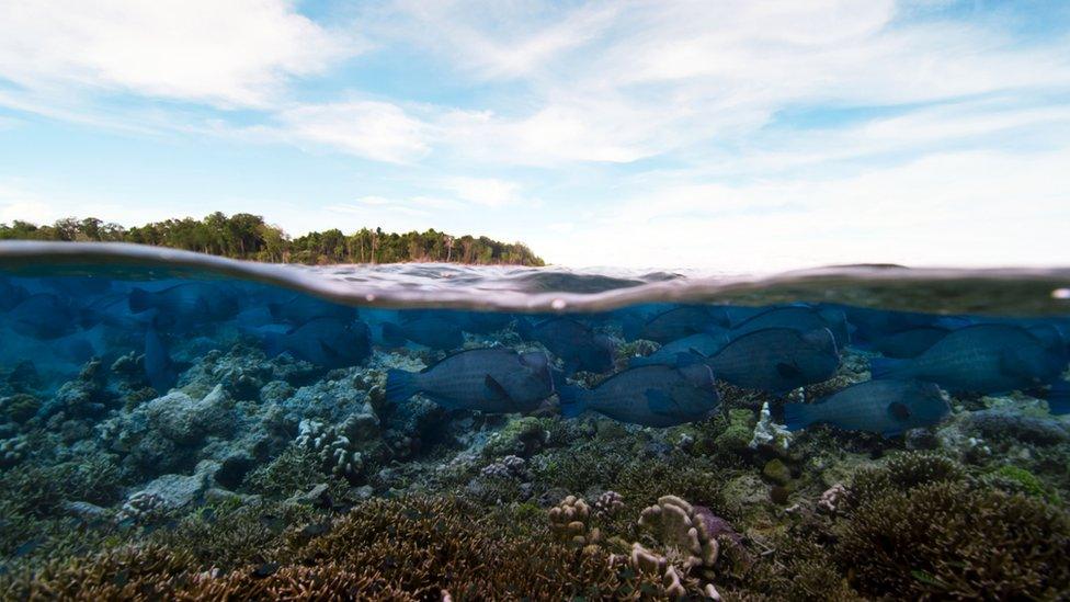 Parrotfish