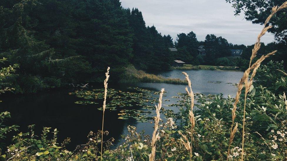 pond with plantlife and houses.