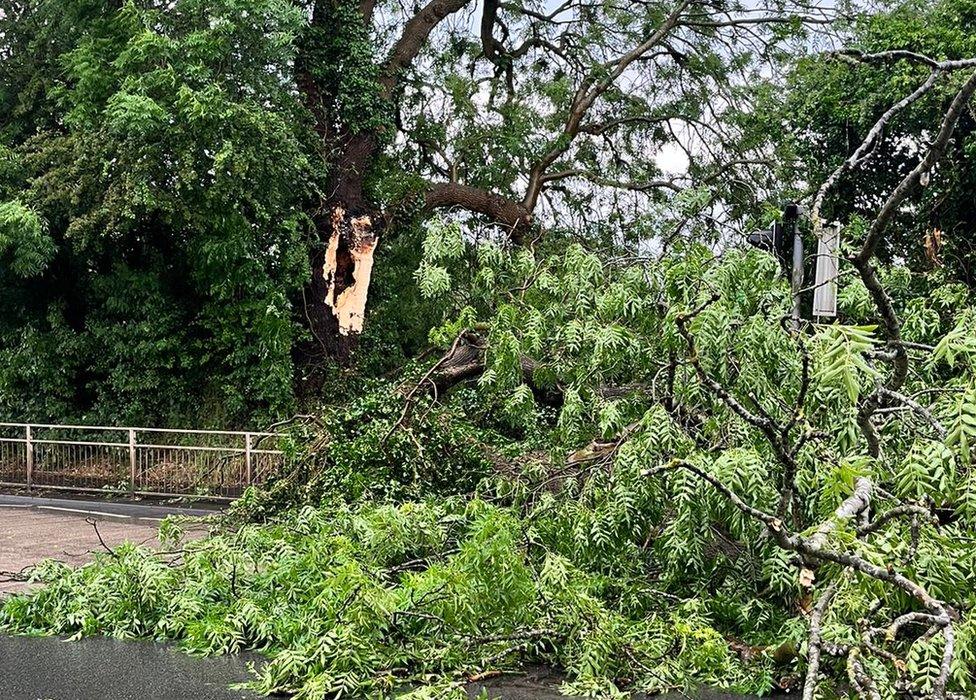 Fallen tree