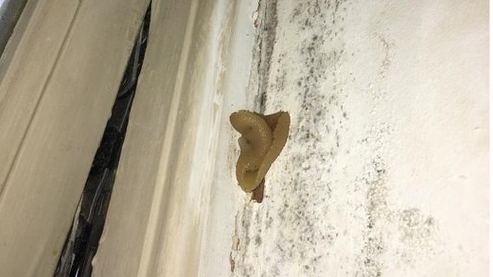 Mushroom growing on wall