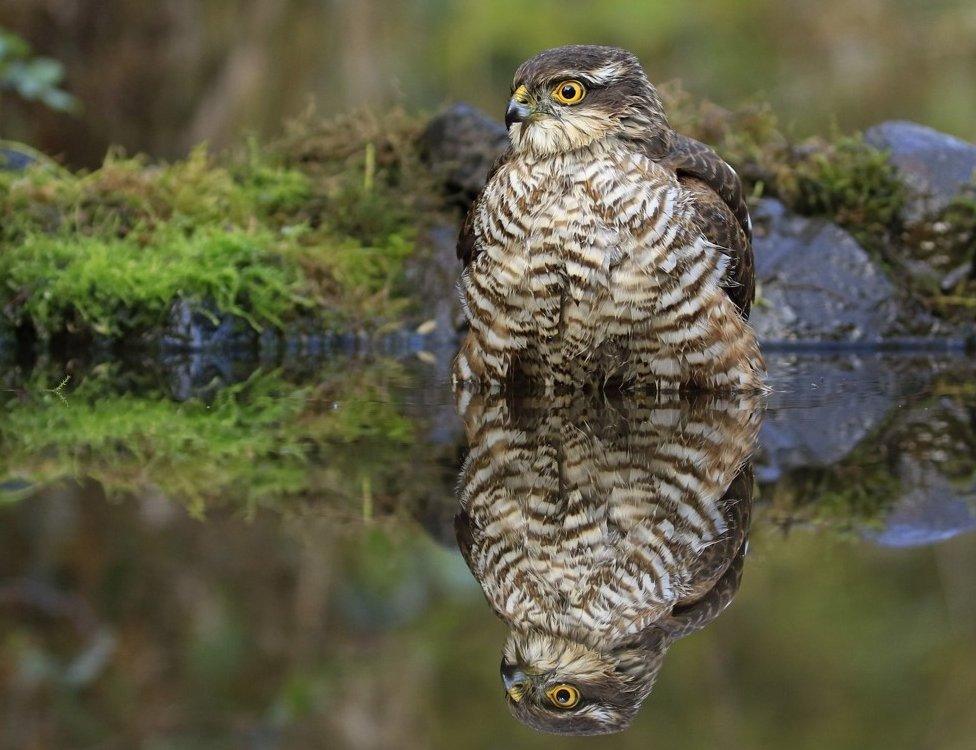 Juvenile Female Sparrowhawk by Karl Price