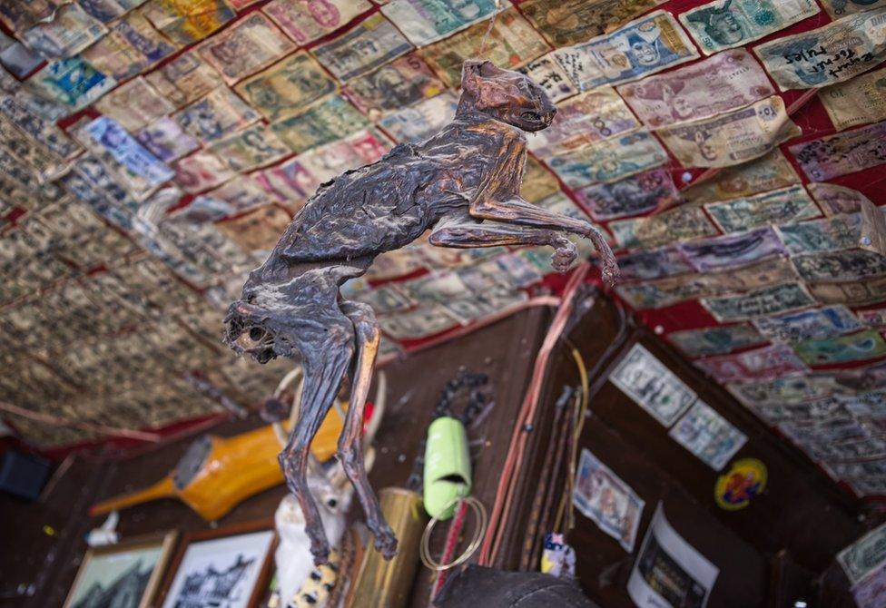 A mummified cat hangs in the micro pub