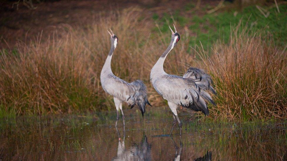 two cranes