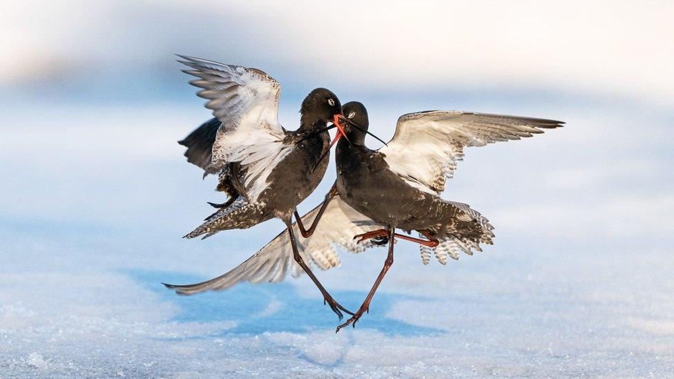 Two Spotted Redshanks