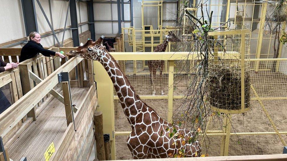 A giraffe in its enclosure at Bristol Zoo Project. there is a platform above the ground where a zoologist is handing food to a giraffe