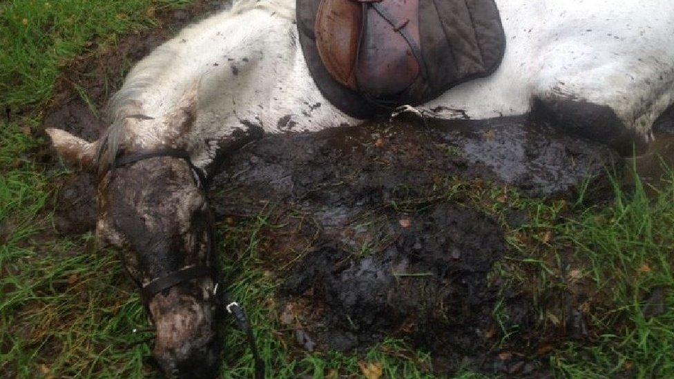 Horse stuck in peat bog