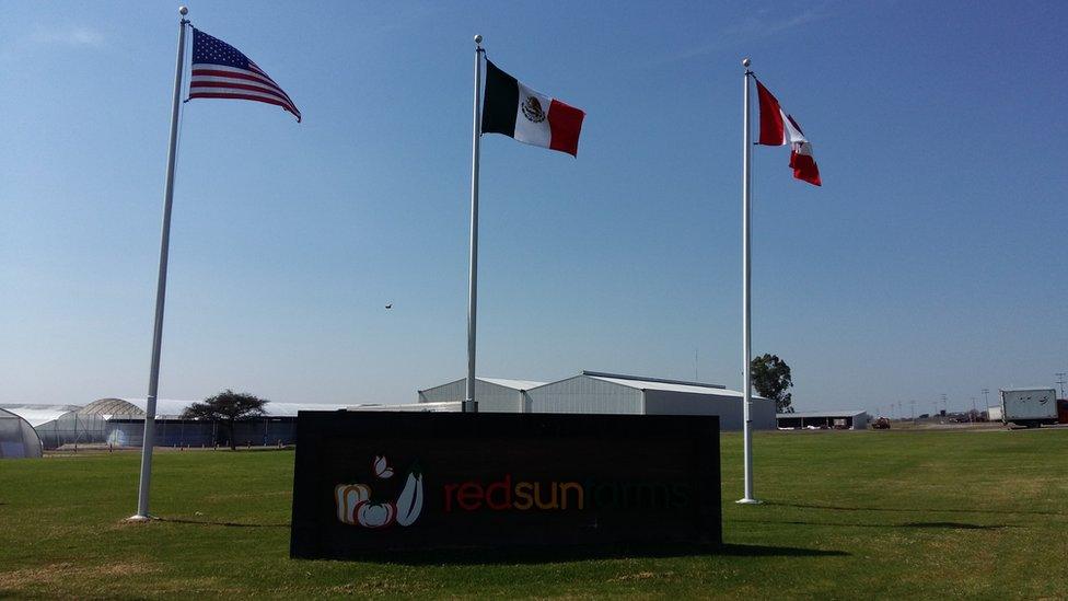 Flags of the three Nafta countries at Red Sun Farms