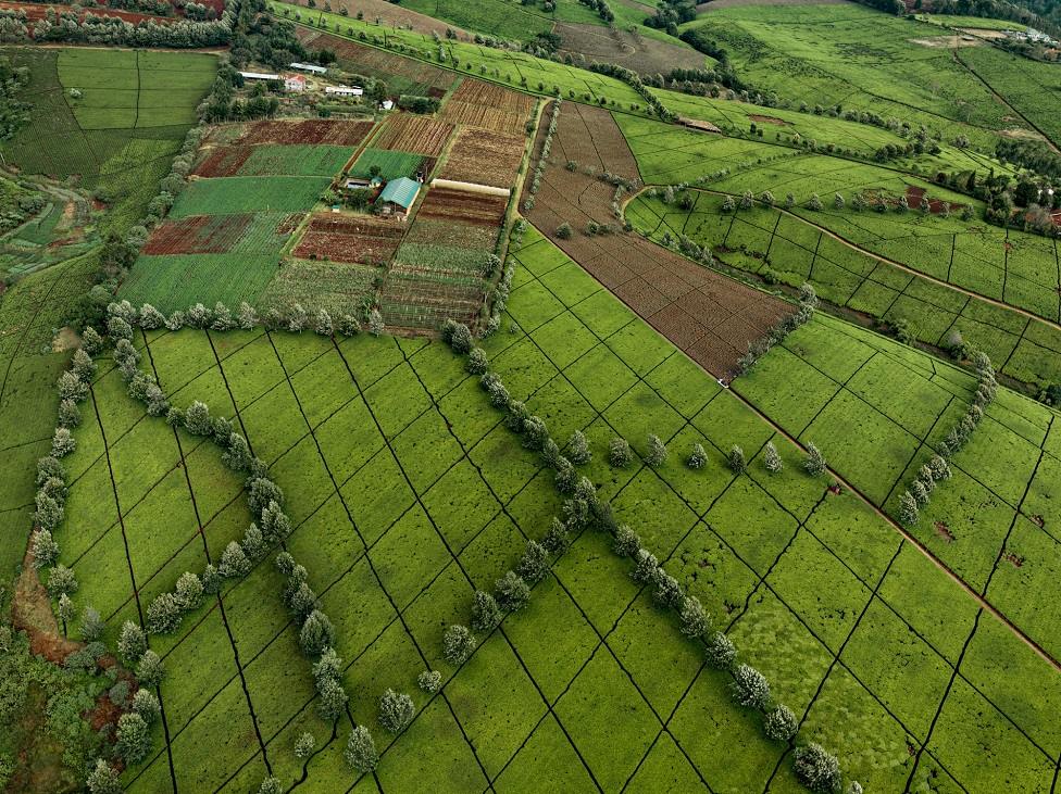 Kenya tea plantation seen from above