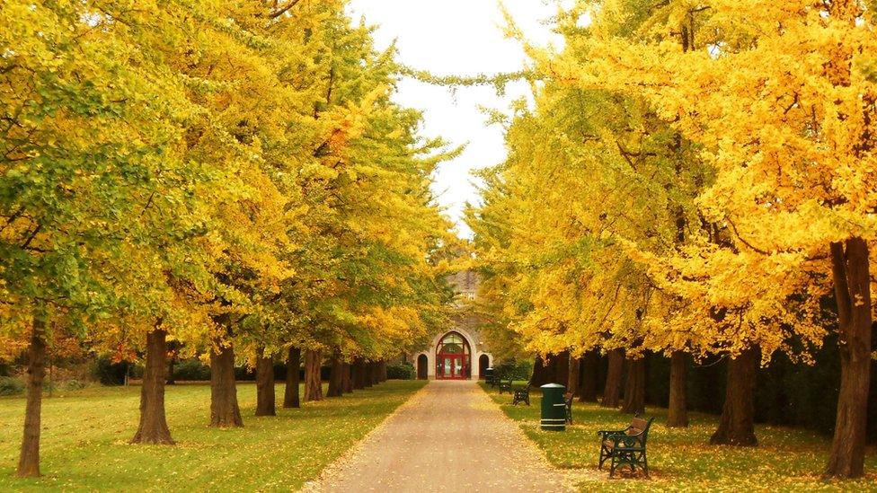 Trees in autumnal colours at Bute Park, Cardiff