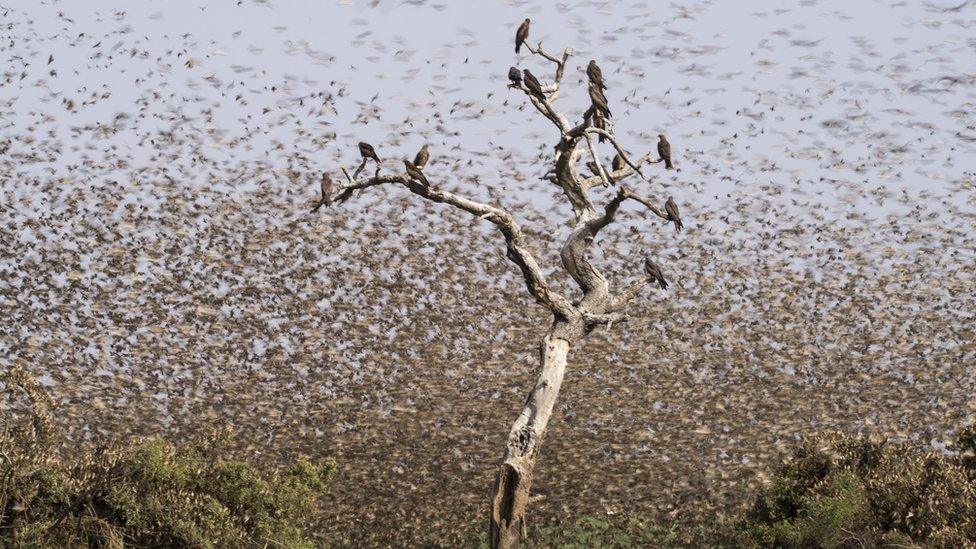 A huge flock of birds at the Zakouma National Park in Chad