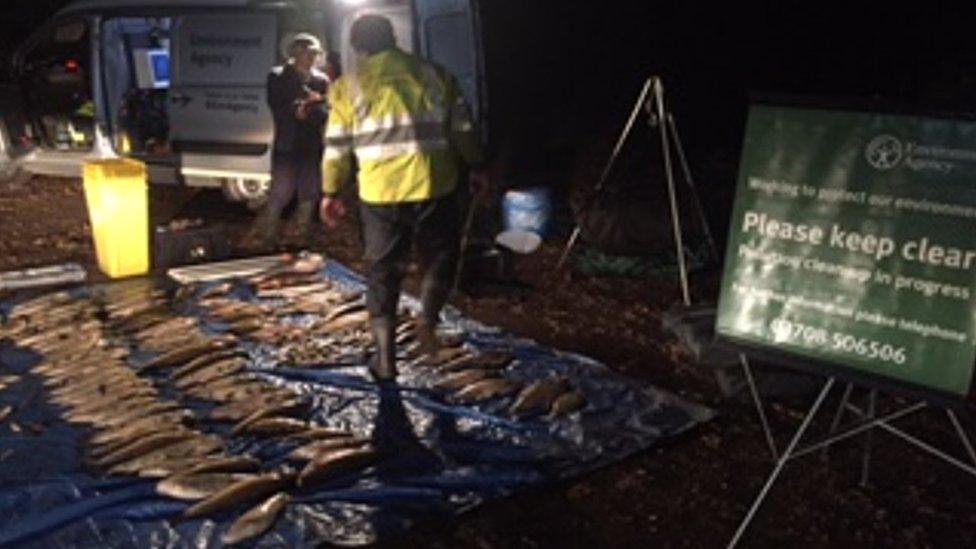 Dead fish recovered from the Gatwick Stream