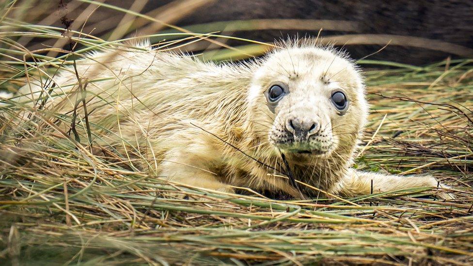 A baby seal