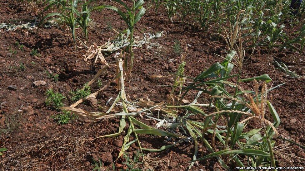 Damaged Crops