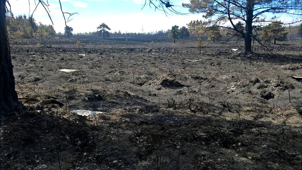 Wareham Forest Fire