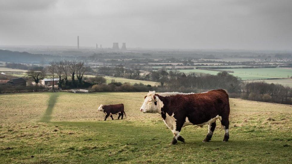 A view from Wittenham Clumps of cattle and Didcot Power Station in the background