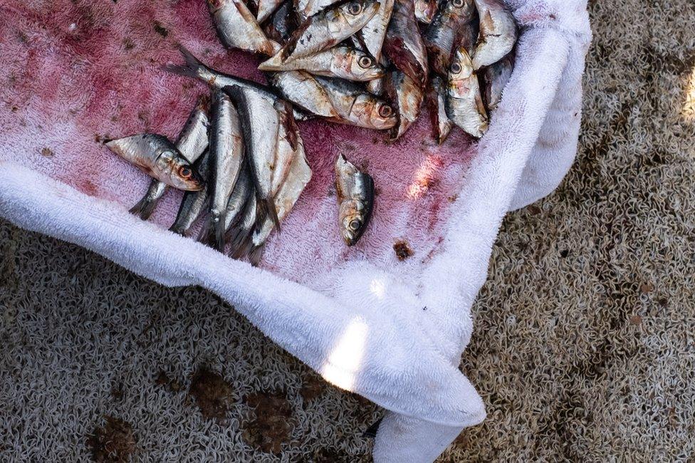 A carton of dead fish to be fed to the birds