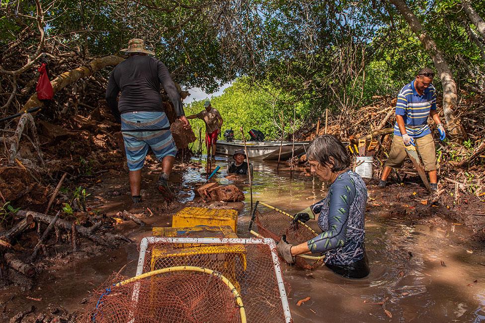 People undertake mangrove conservation work in Bonaire, an island municipality of the Netherlands