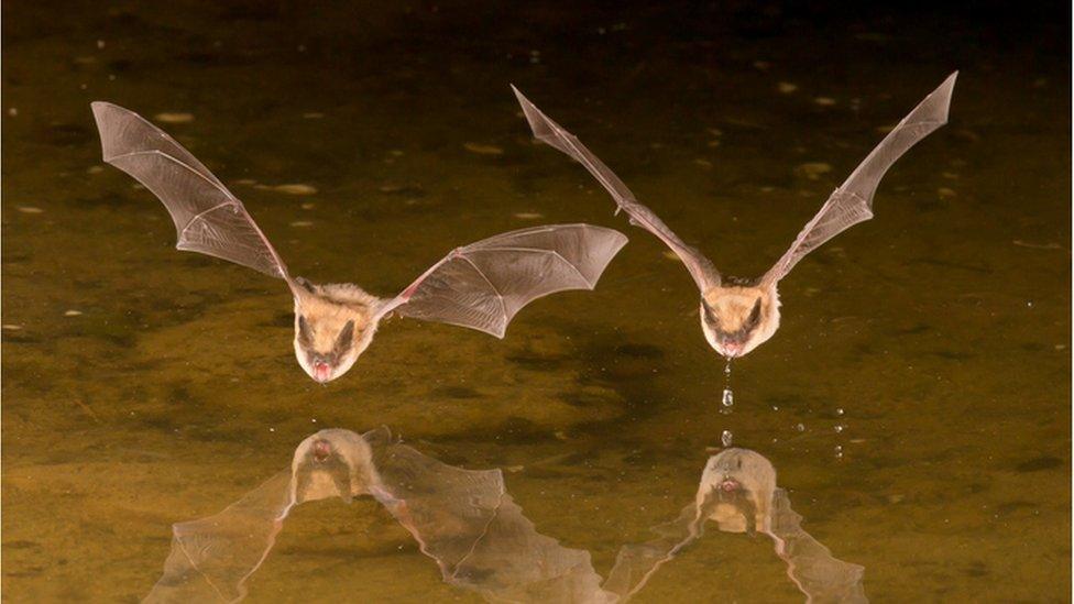 Two bats flying together