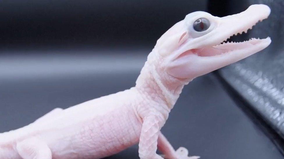 white baby alligator born in Florida