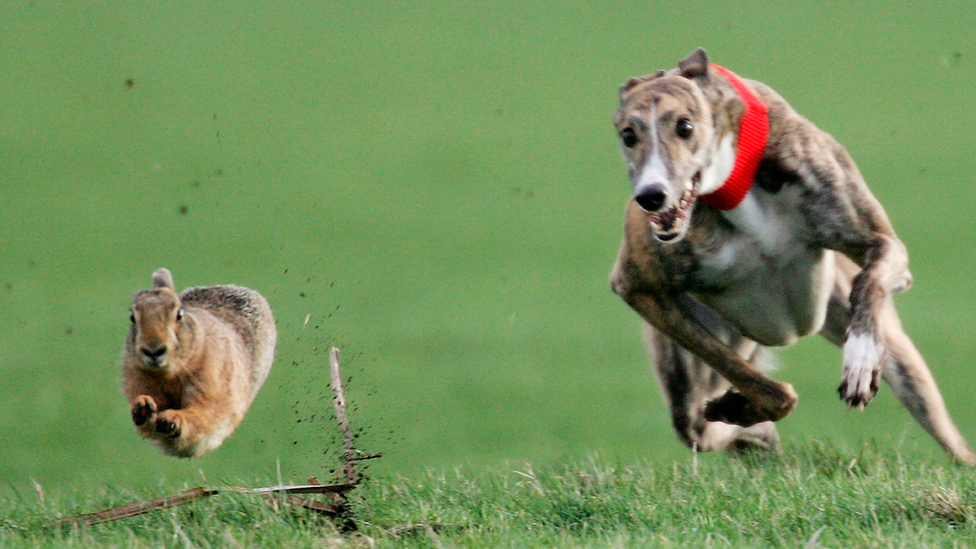 Hare coursing