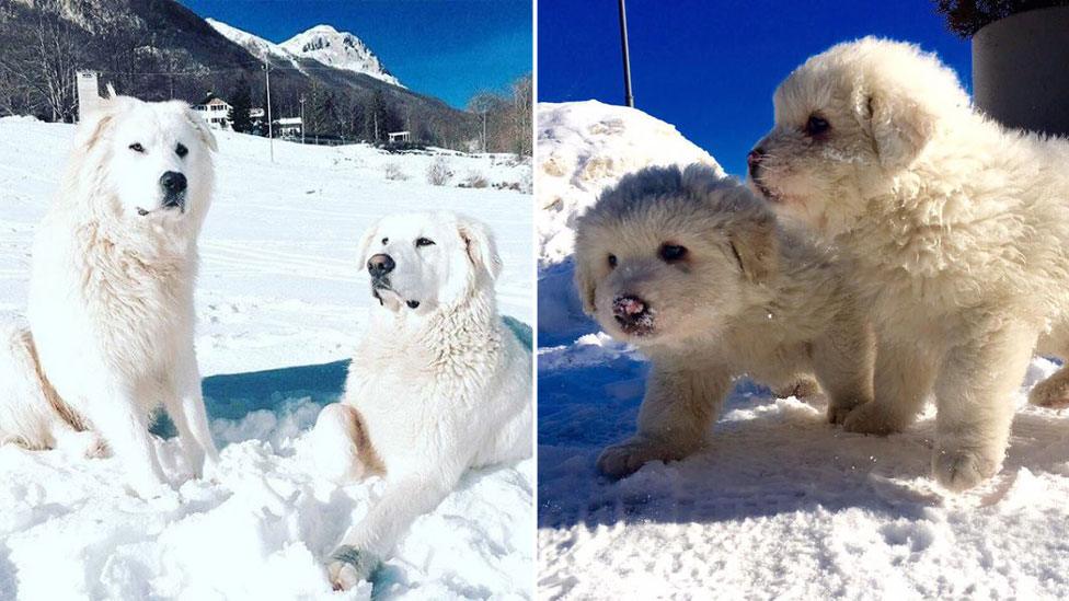 A composite image showing white adult sheepdogs, left, and two of the pups, right, outside the hotel