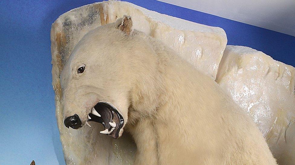 Taxidermy polar bear