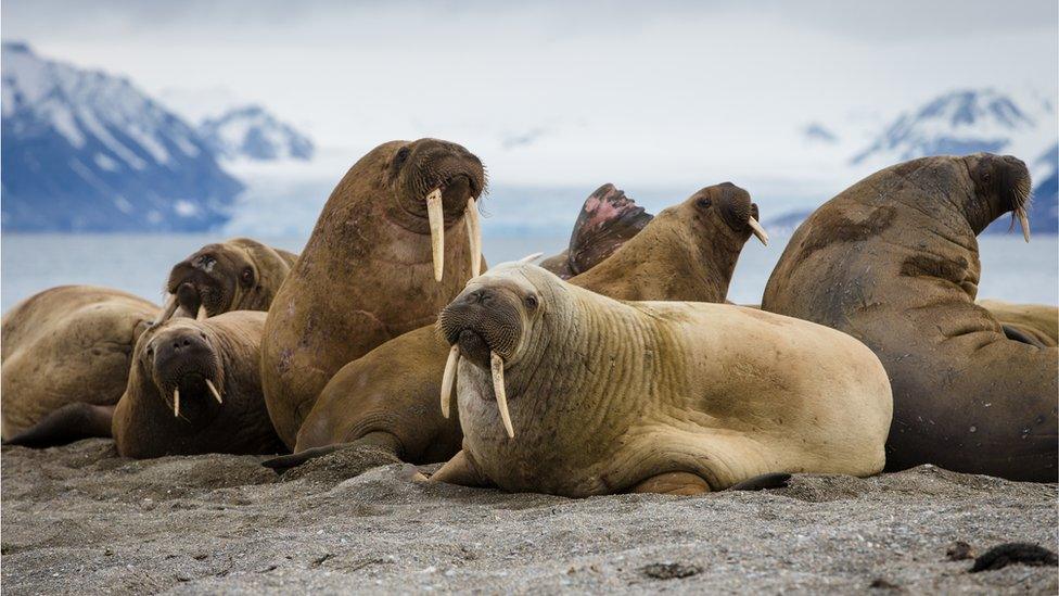 walrus-herd.