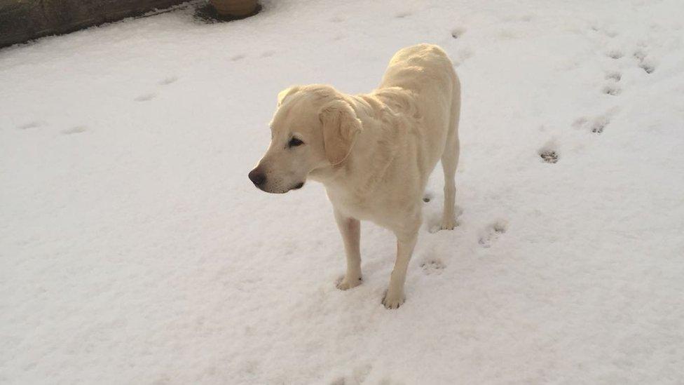 dog in snow