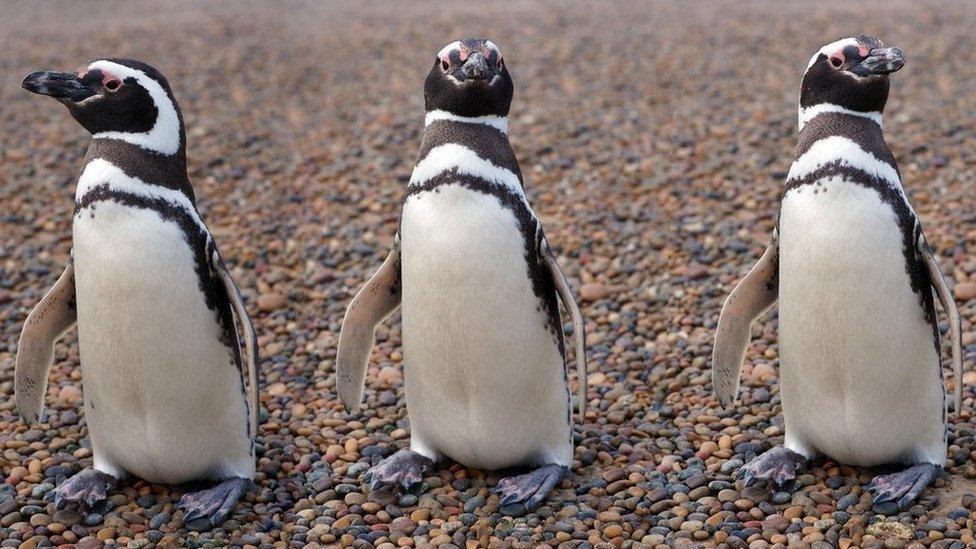 Three penguins