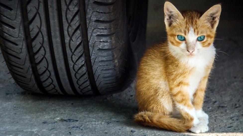 Cat sitting next to car wheel