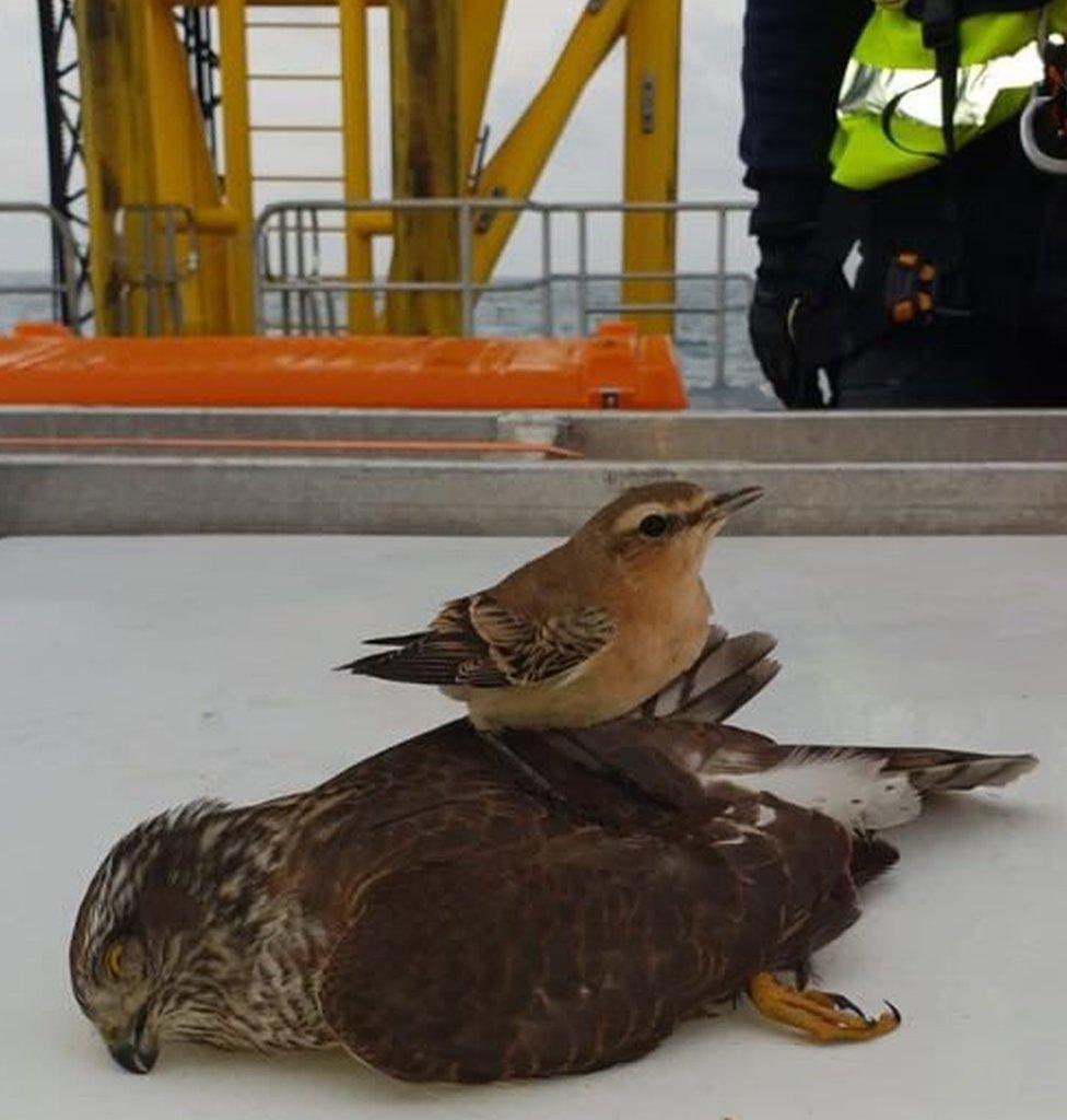 Northern wheatear and stunned sparrowhawk